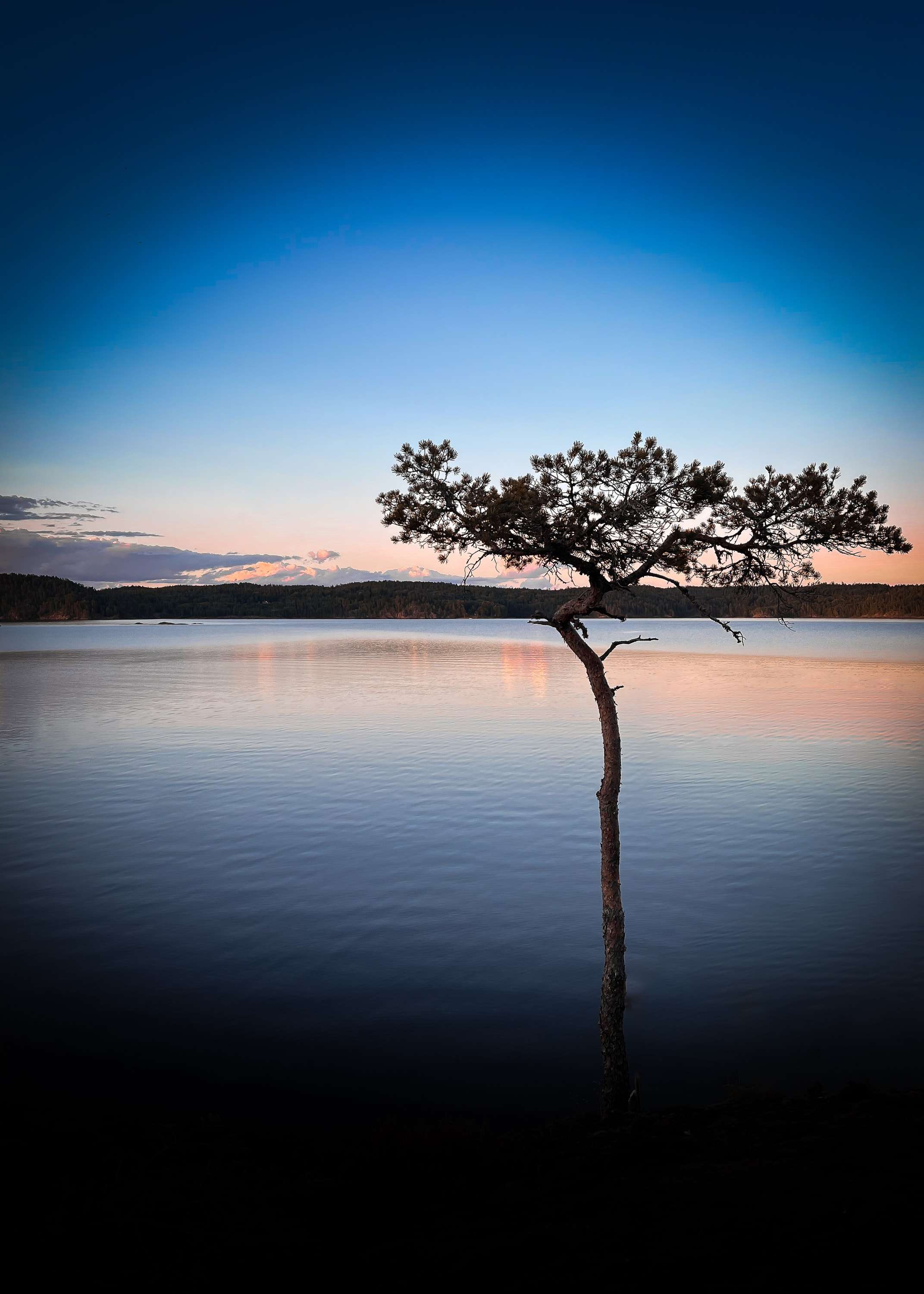 A single pine with a thin trunk stands in a calm lake at dusk, its crown silhouetted against a pink horizon and a deep blue sky.