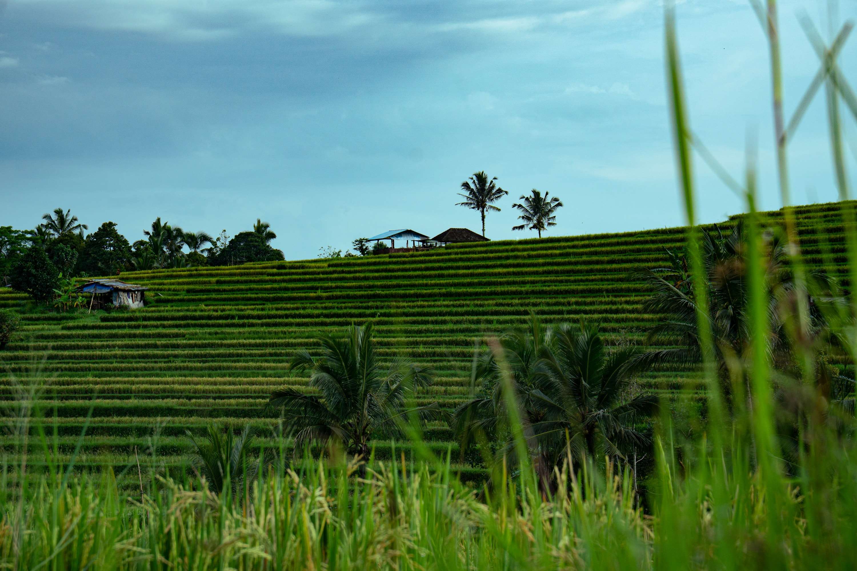 Rows of green rice terraces climb a hillside to a ridge with two palm trees and small huts, seen through tall grass in the foreground.