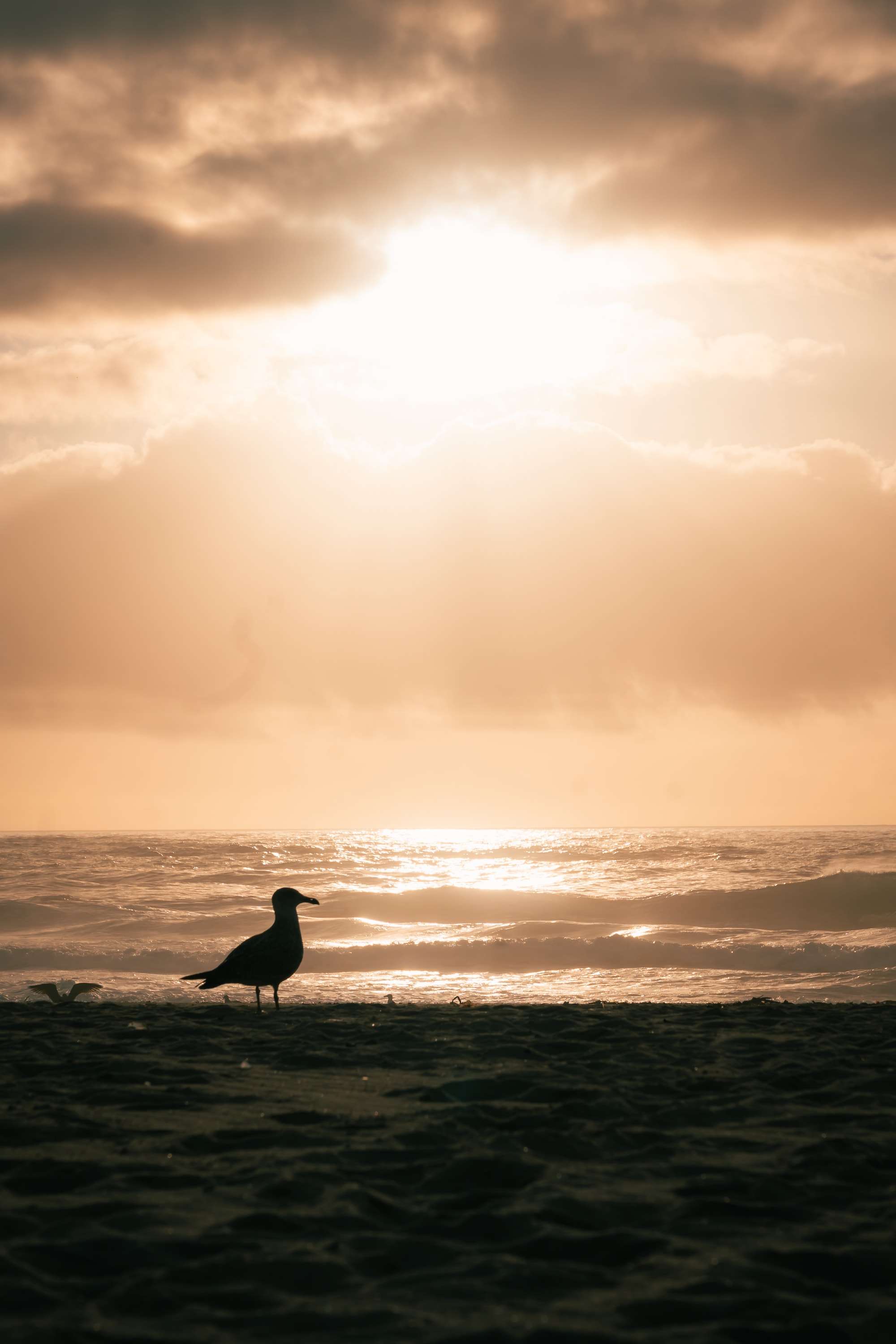 A seagull stands in silhouette on dark sand at the edge of the sea, with the evening sun breaking through heavy cloud above the waves.