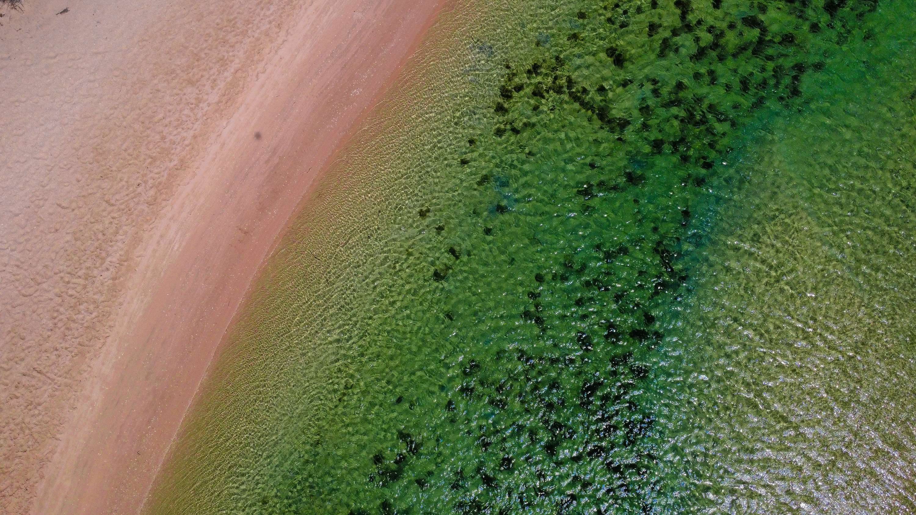 Aerial view straight down on a curve of pale pink sand meeting clear green water with dark patches of seagrass.